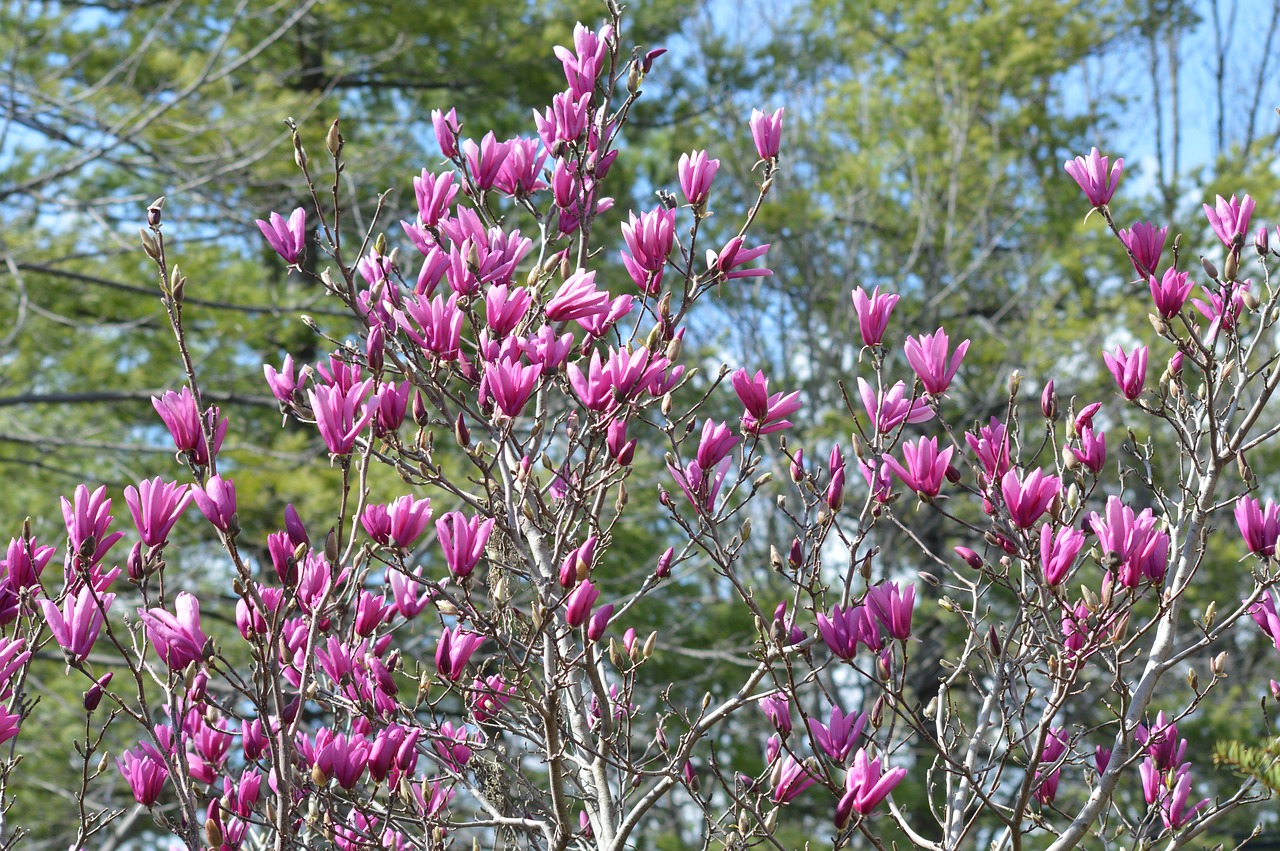 saucer magnolia japanese magnolia tulip tree free photo