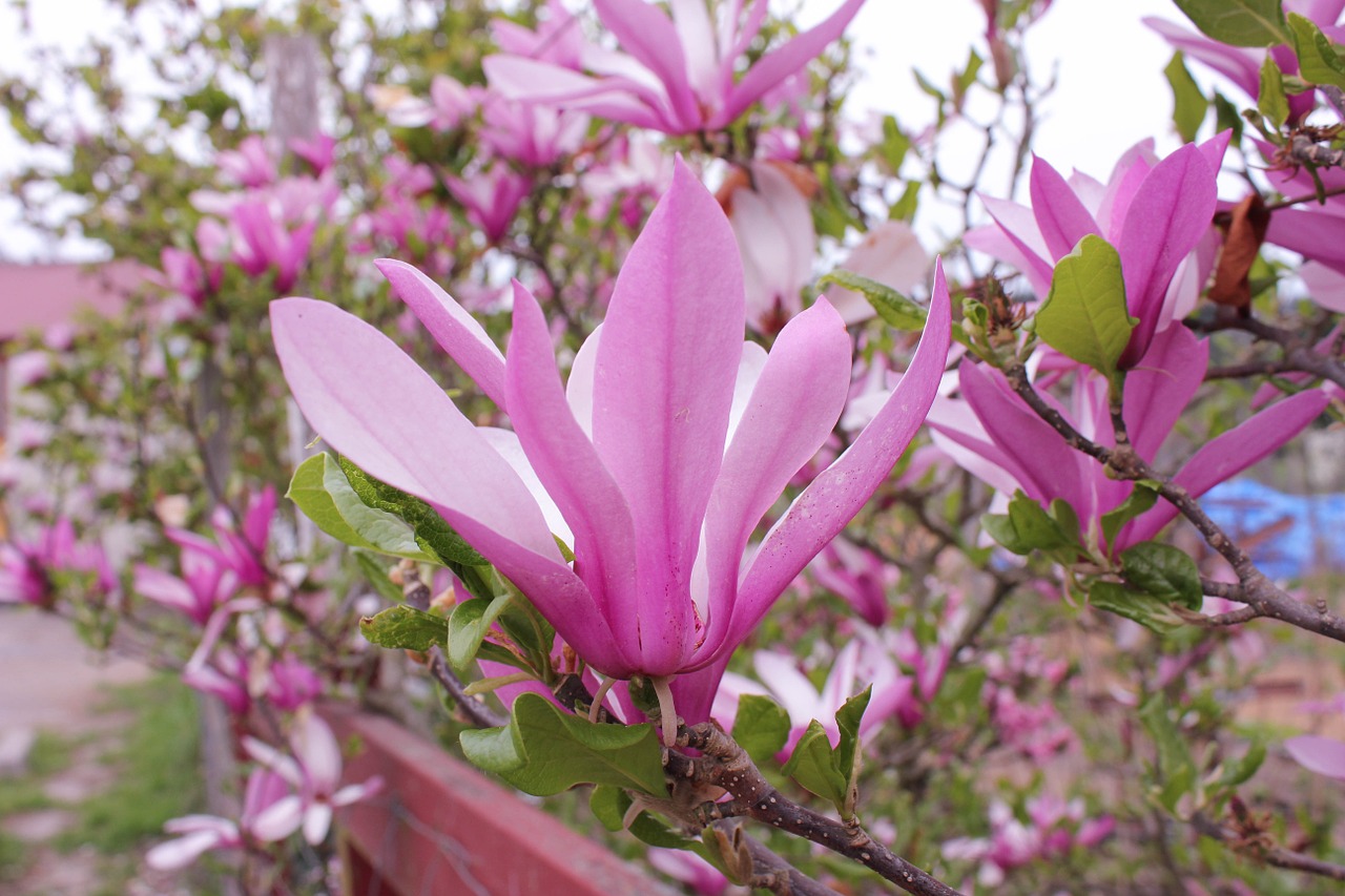 saucer magnolia magnolia tree free photo