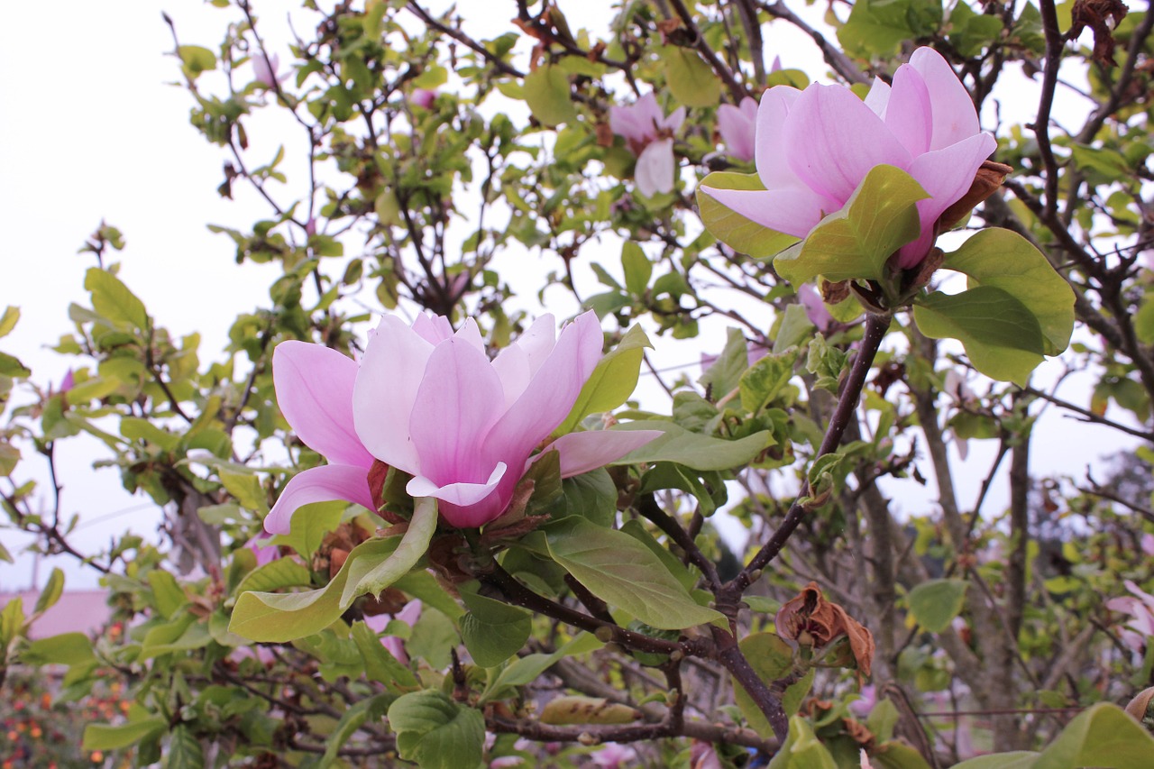 saucer magnolia magnolia tree free photo