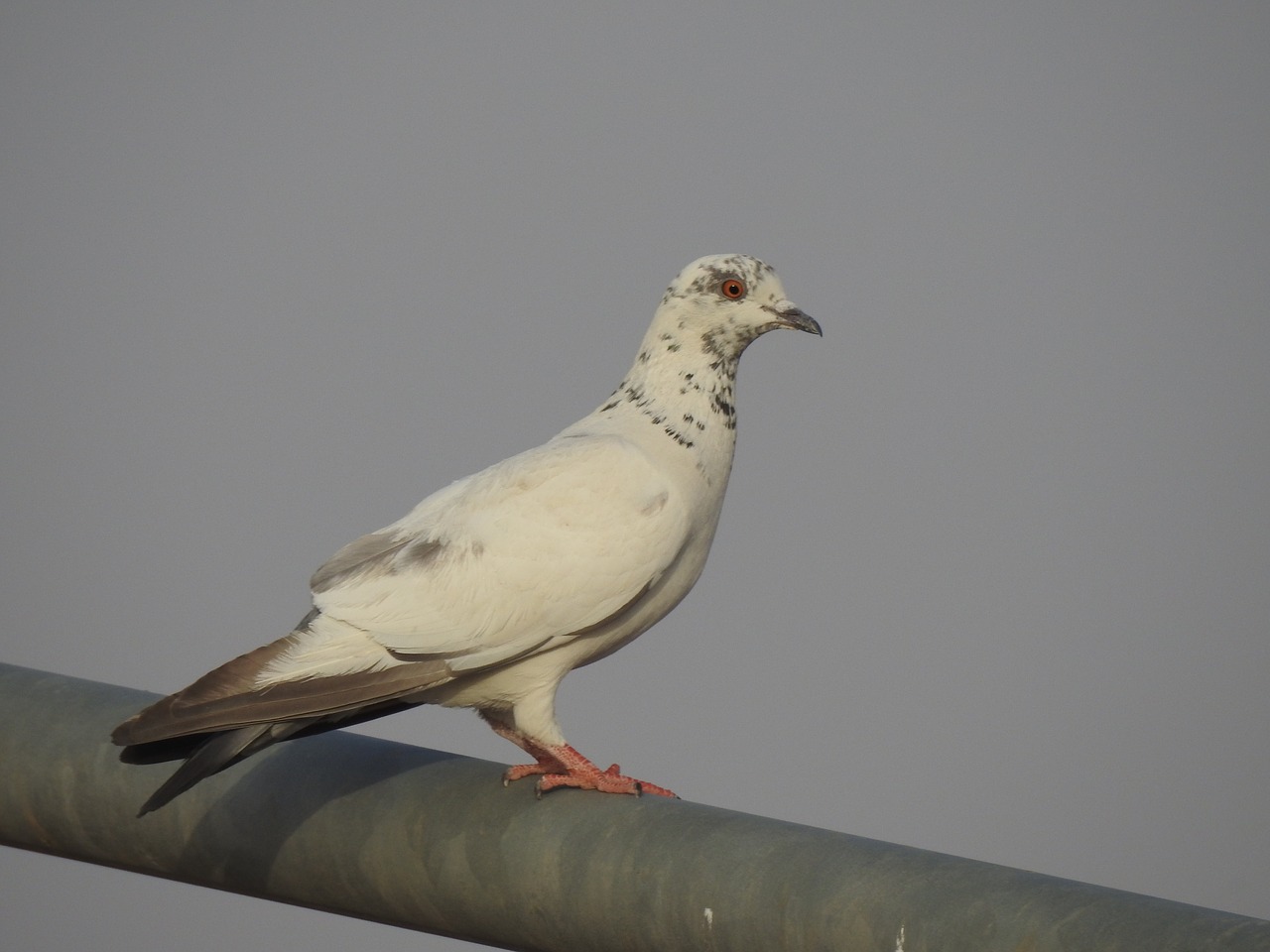 saudi  arabia  bird free photo