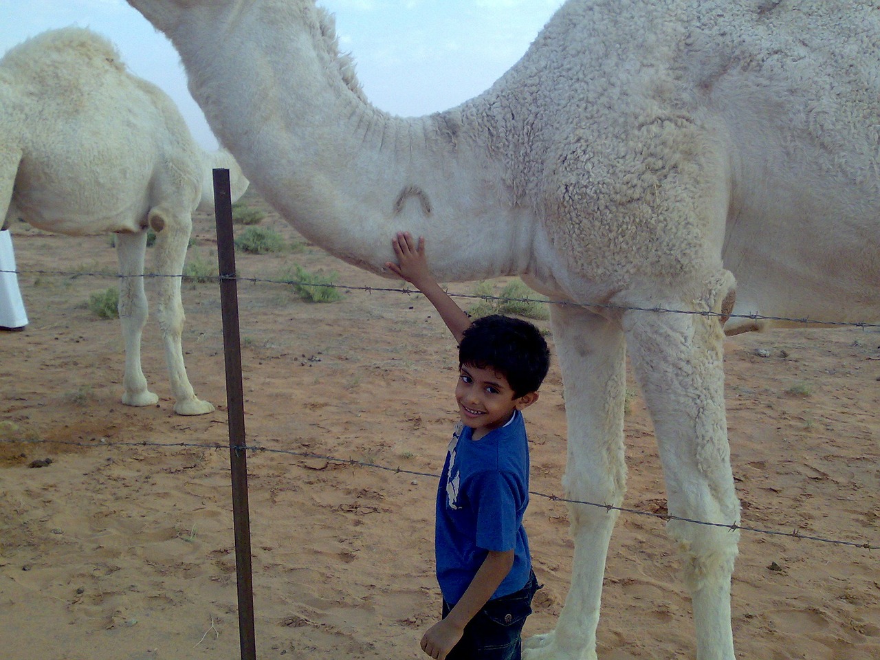 saudi arabia camel boy free photo