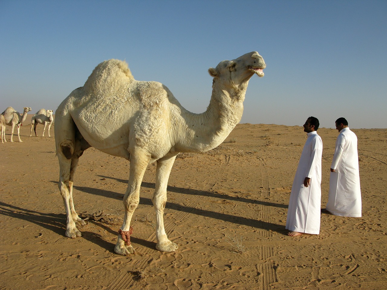 saudi arabia desert camel free photo