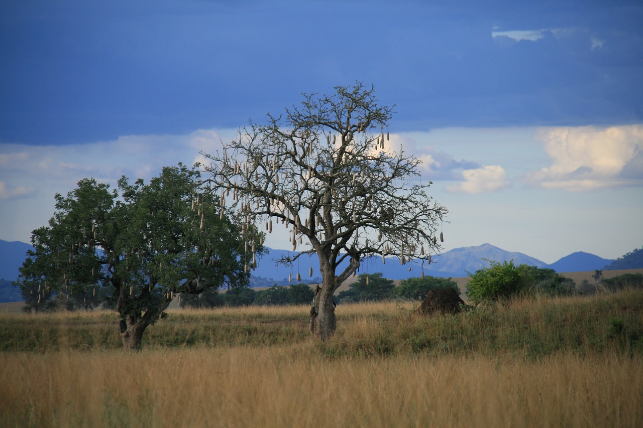 sausage tree  uganda  nature free photo