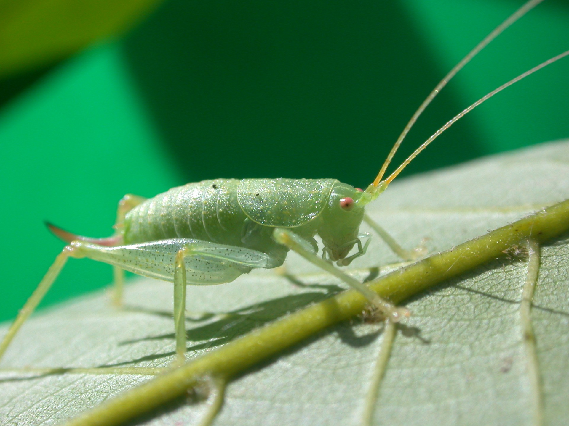 macro grasshopper insect free photo