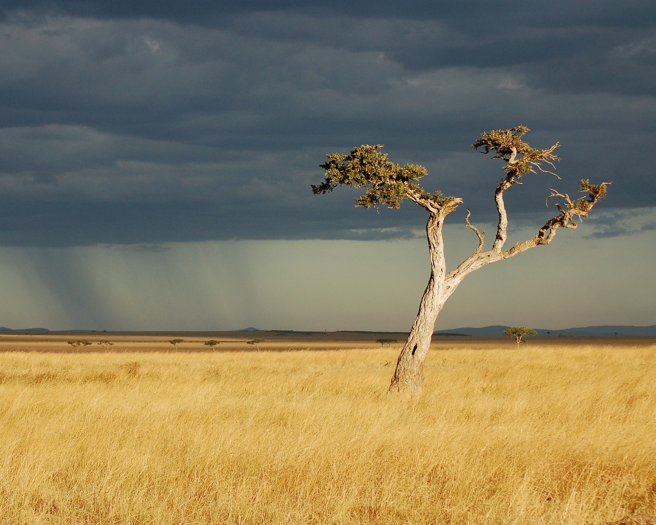 savanna africa kenya free photo