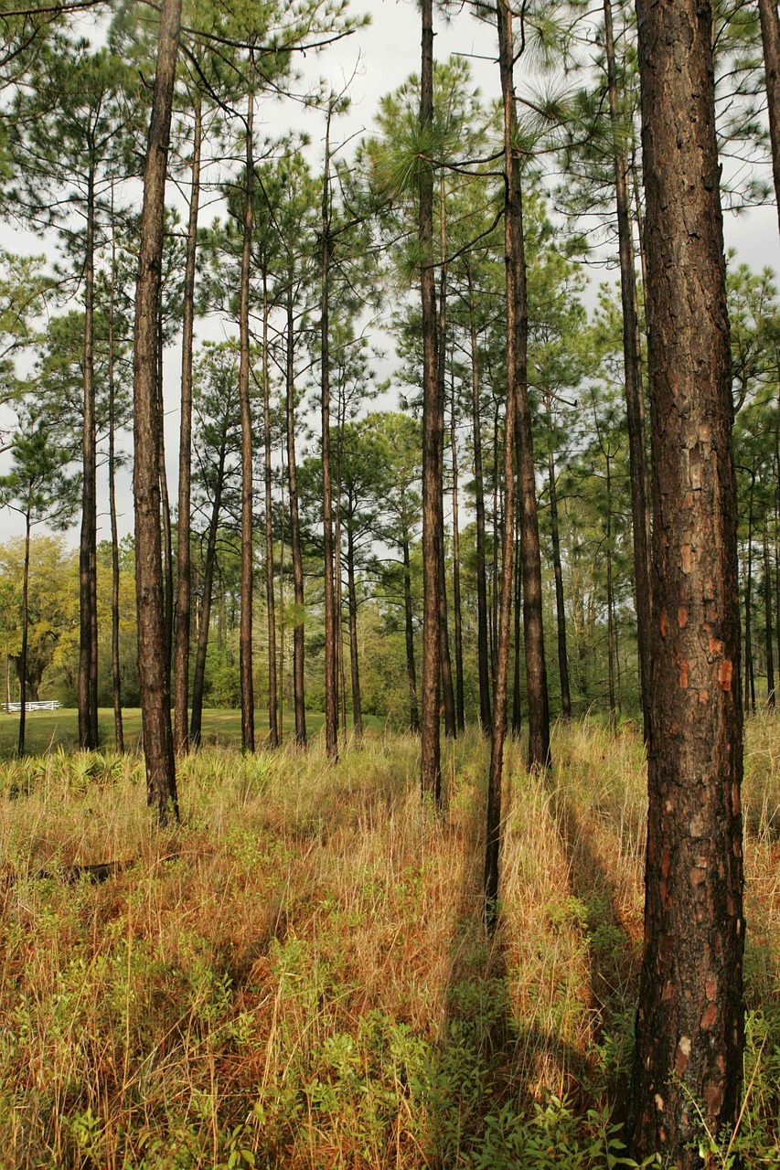 savanna pine wet free photo