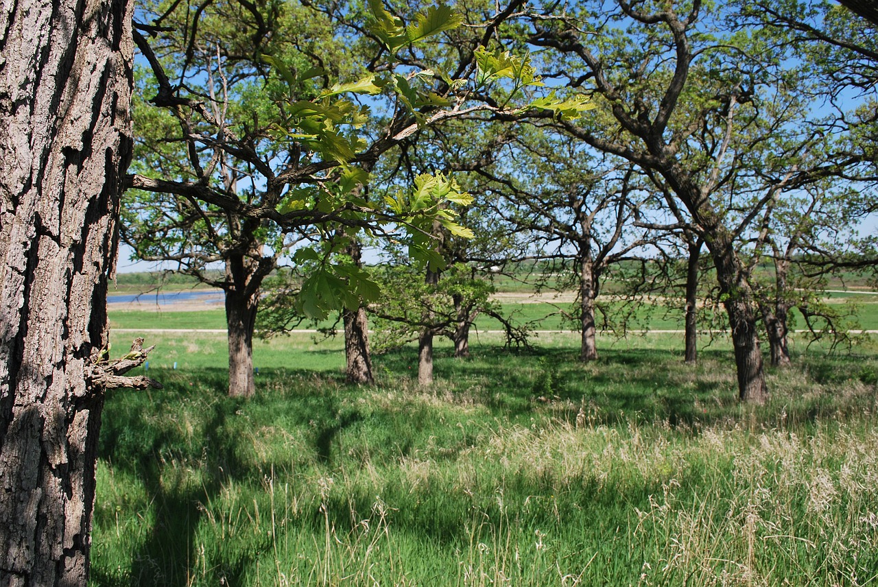 savanna oaks nature free photo