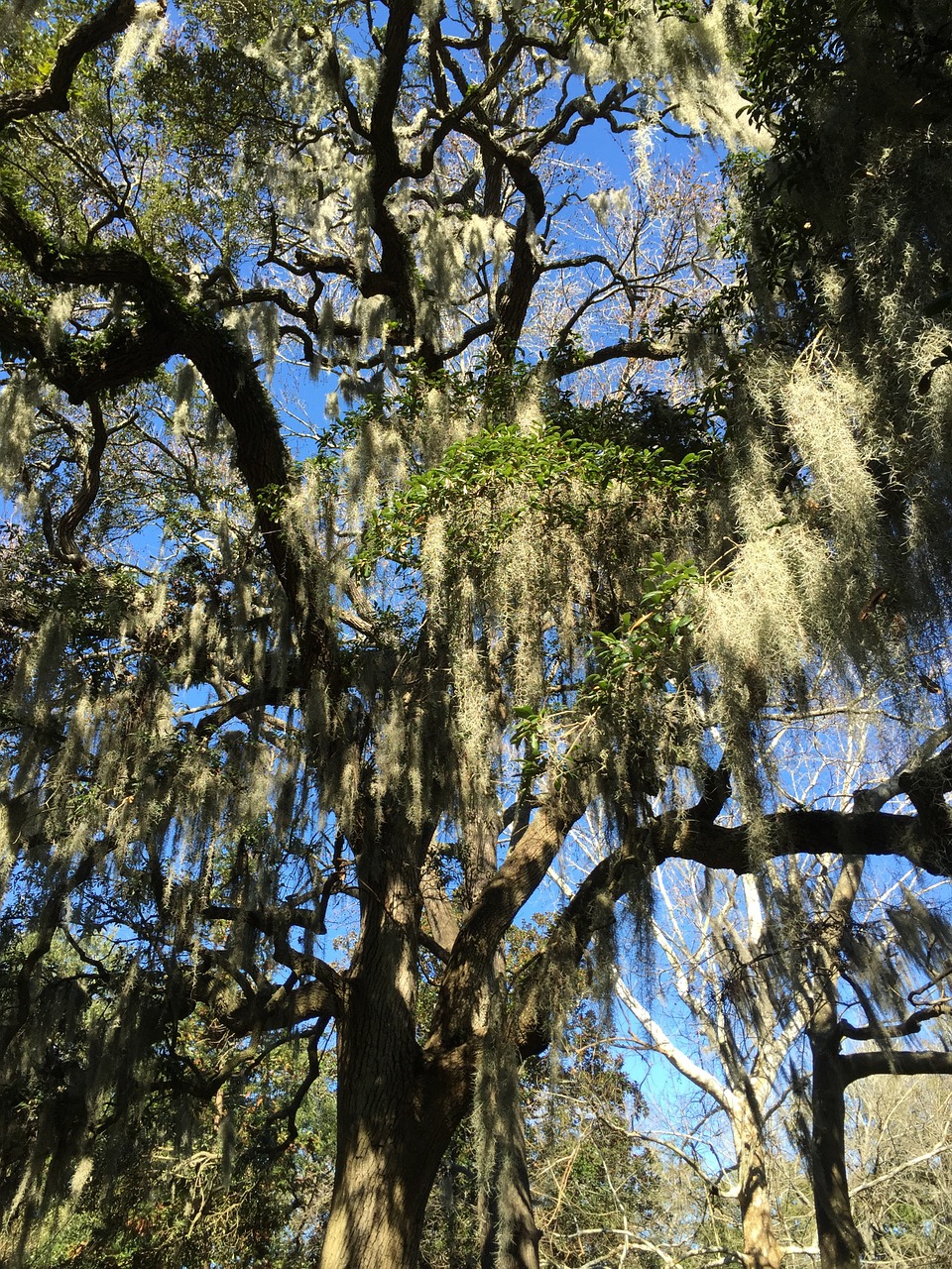 savannah spanish moss tree free photo