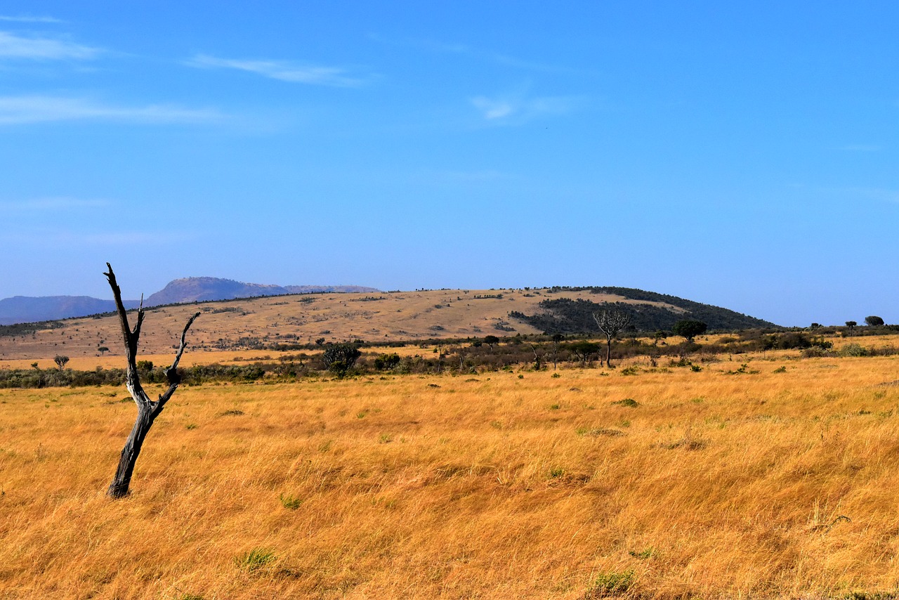 savannah africa tanzania free photo