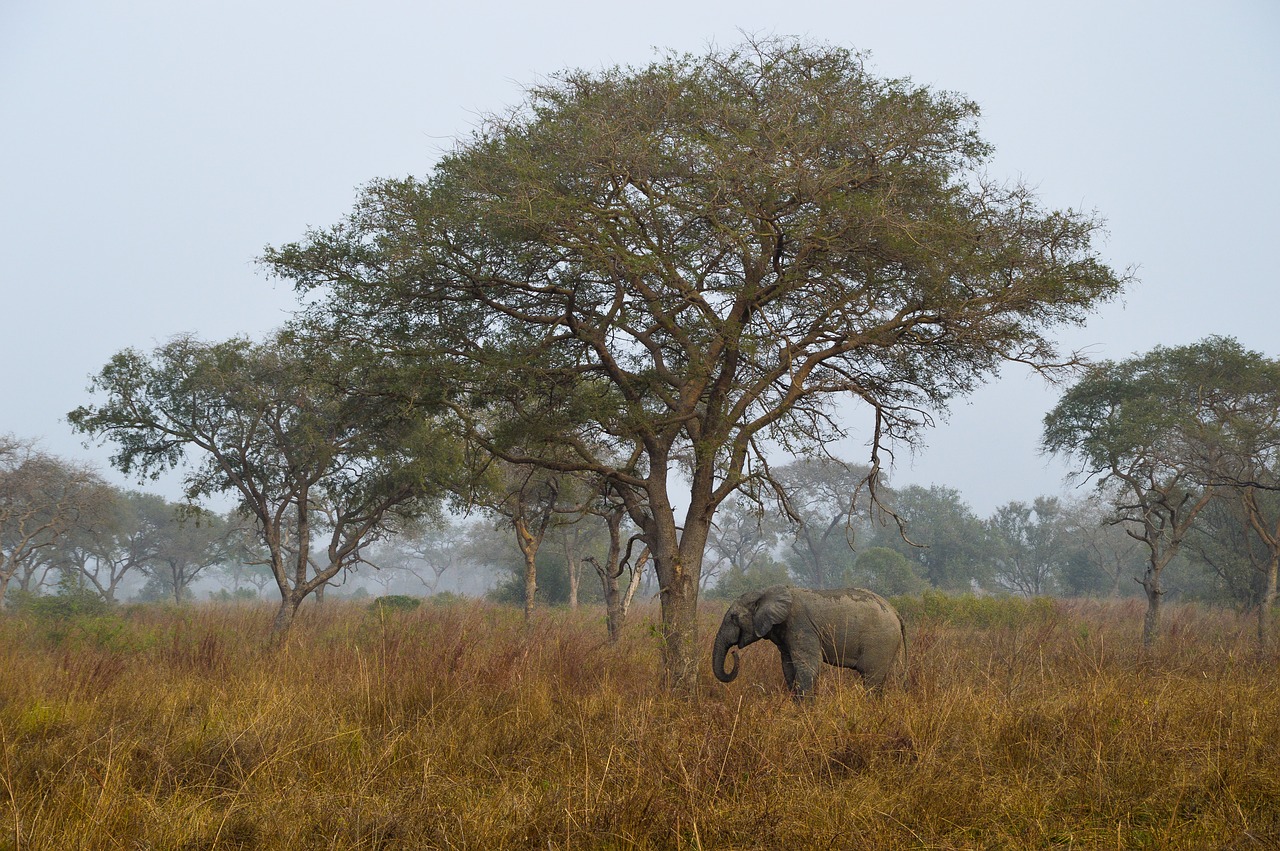 savannah  africa  elephant free photo