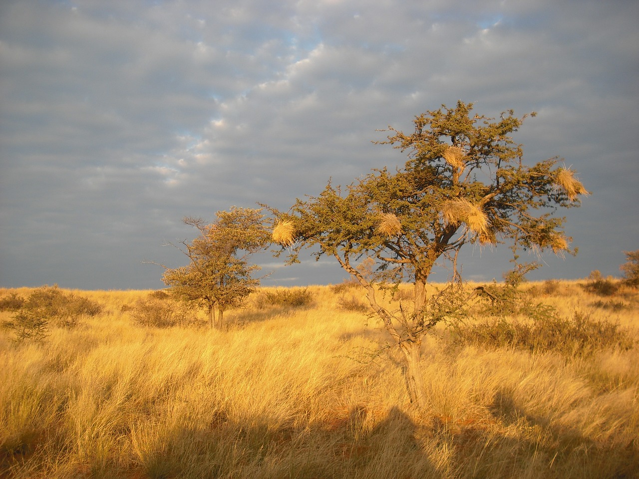 savannah africa tree free photo