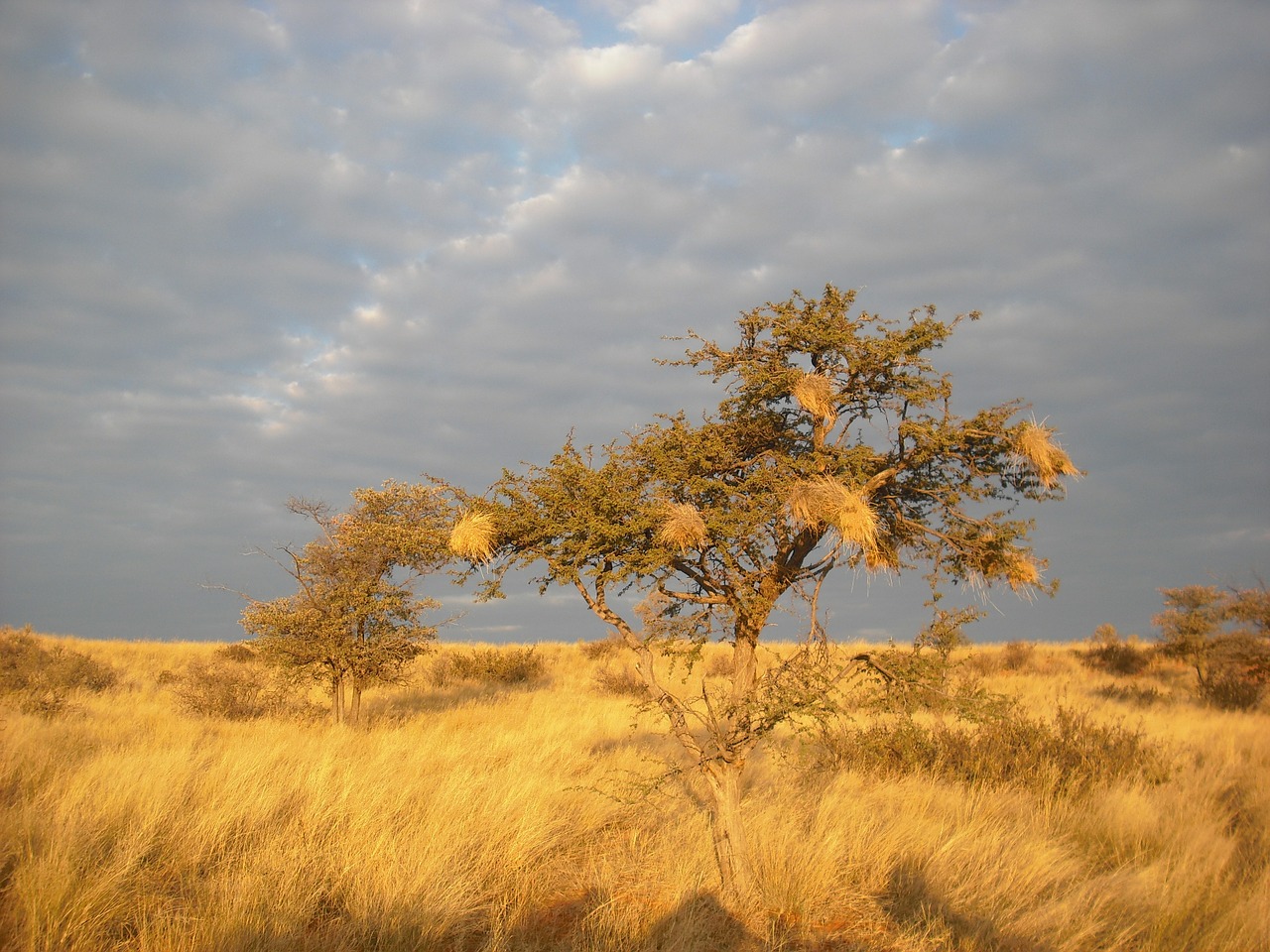 savannah africa tree free photo