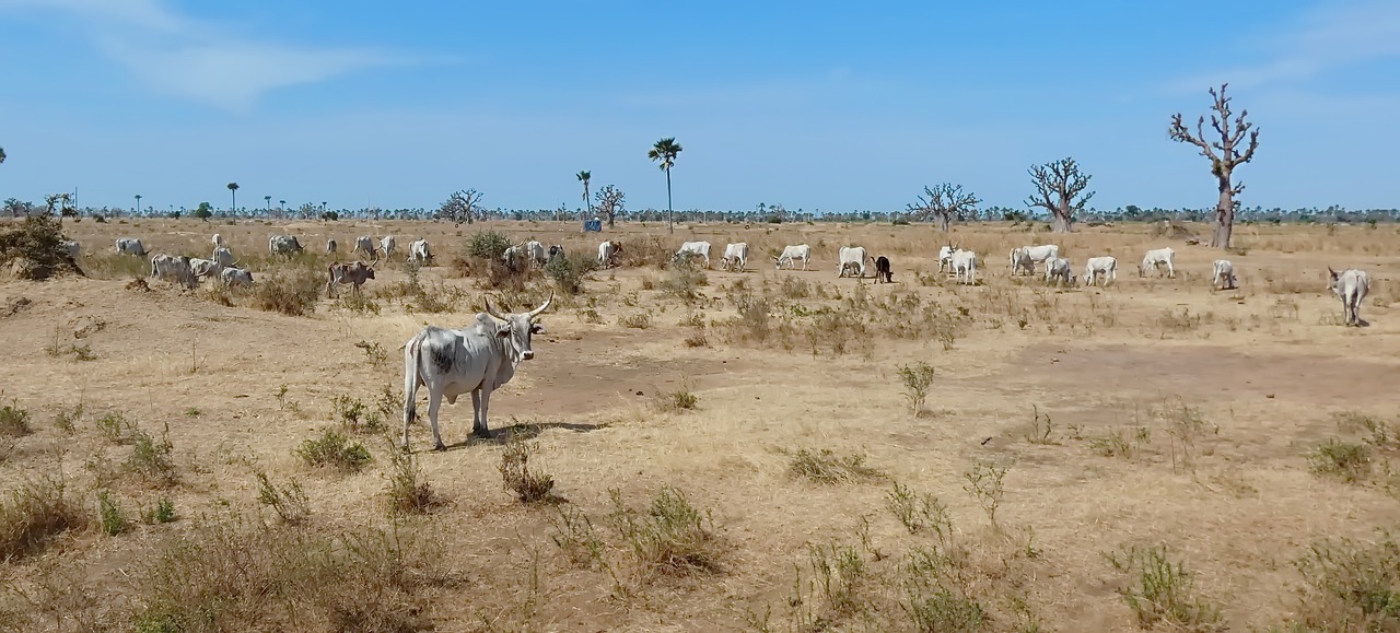 savannah  herd  zebu free photo