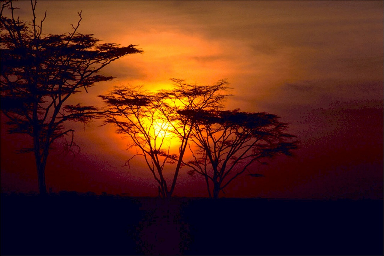savannah sunset africa free photo