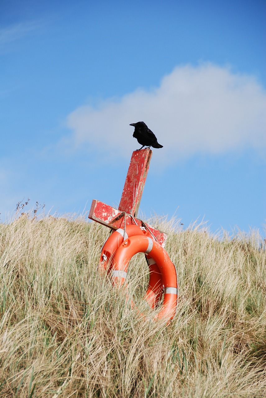 save cross bird beach free photo