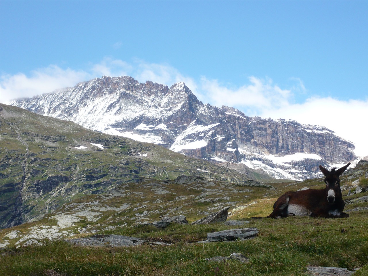 savoie white lake donkey free photo