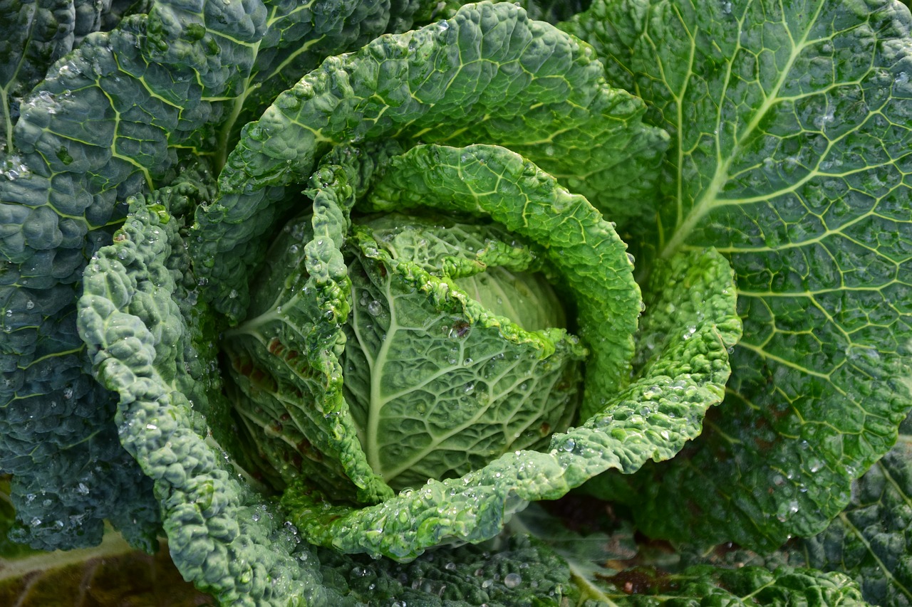 savoy savoy cabbage healthy free photo