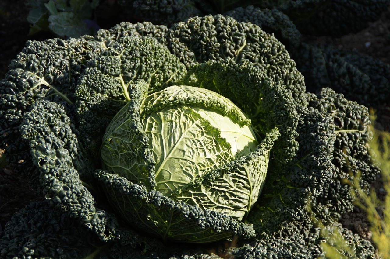 savoy savoy cabbage kohl free photo