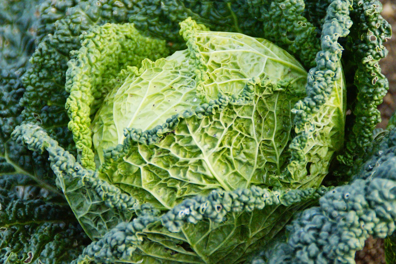 savoy savoy cabbage welsch carbonate free photo