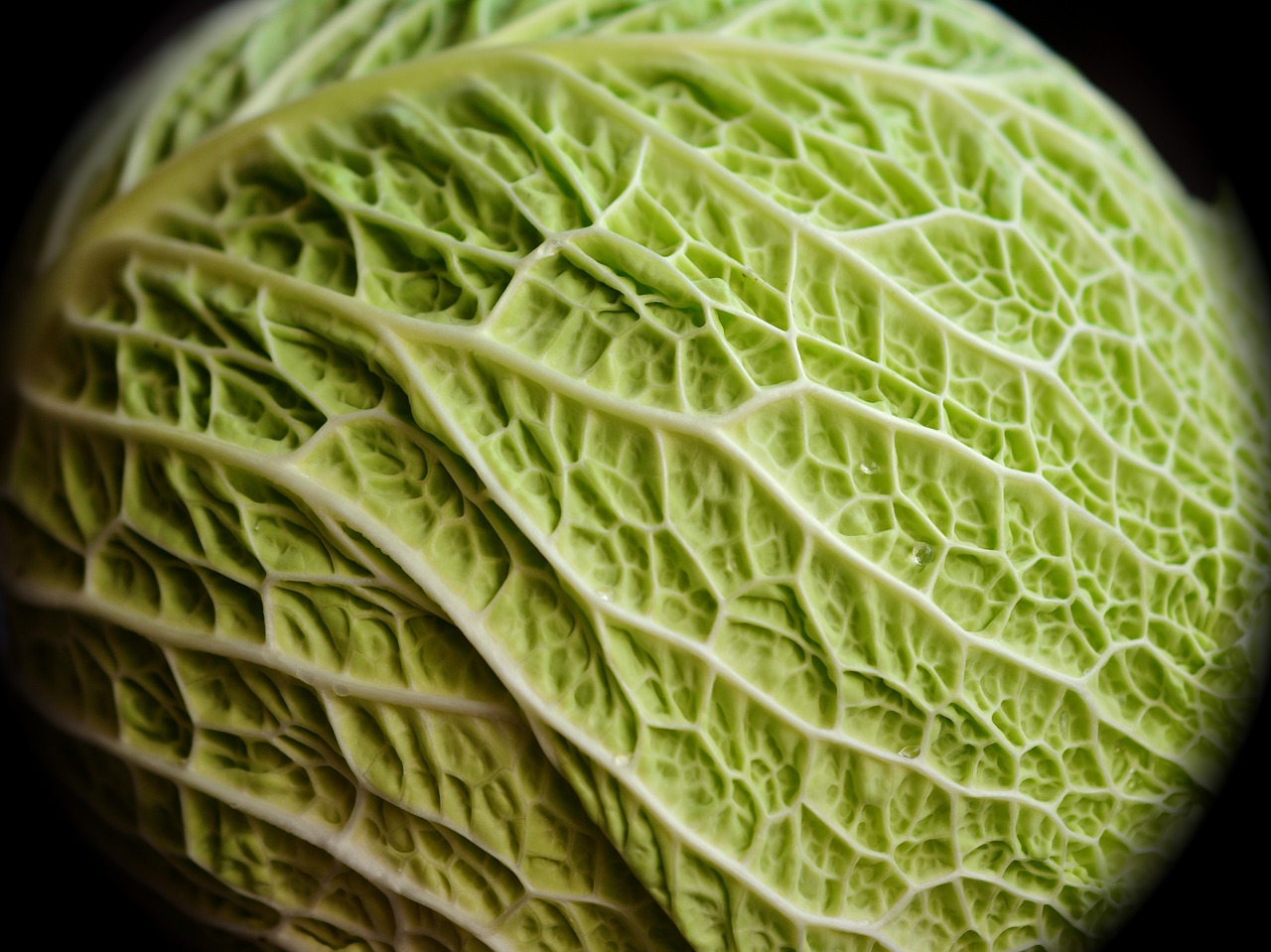 savoy kohl cabbage free photo