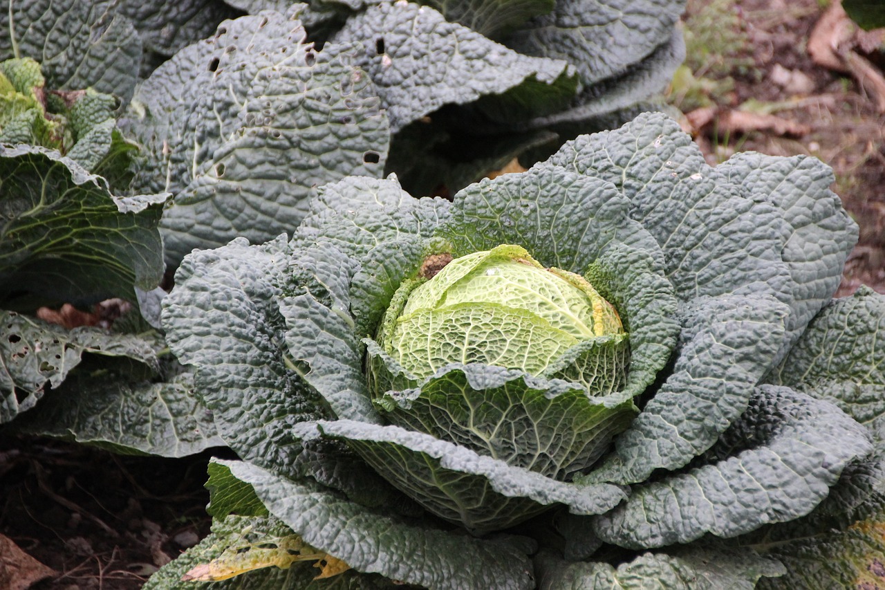 savoy kohl savoy cabbage free photo