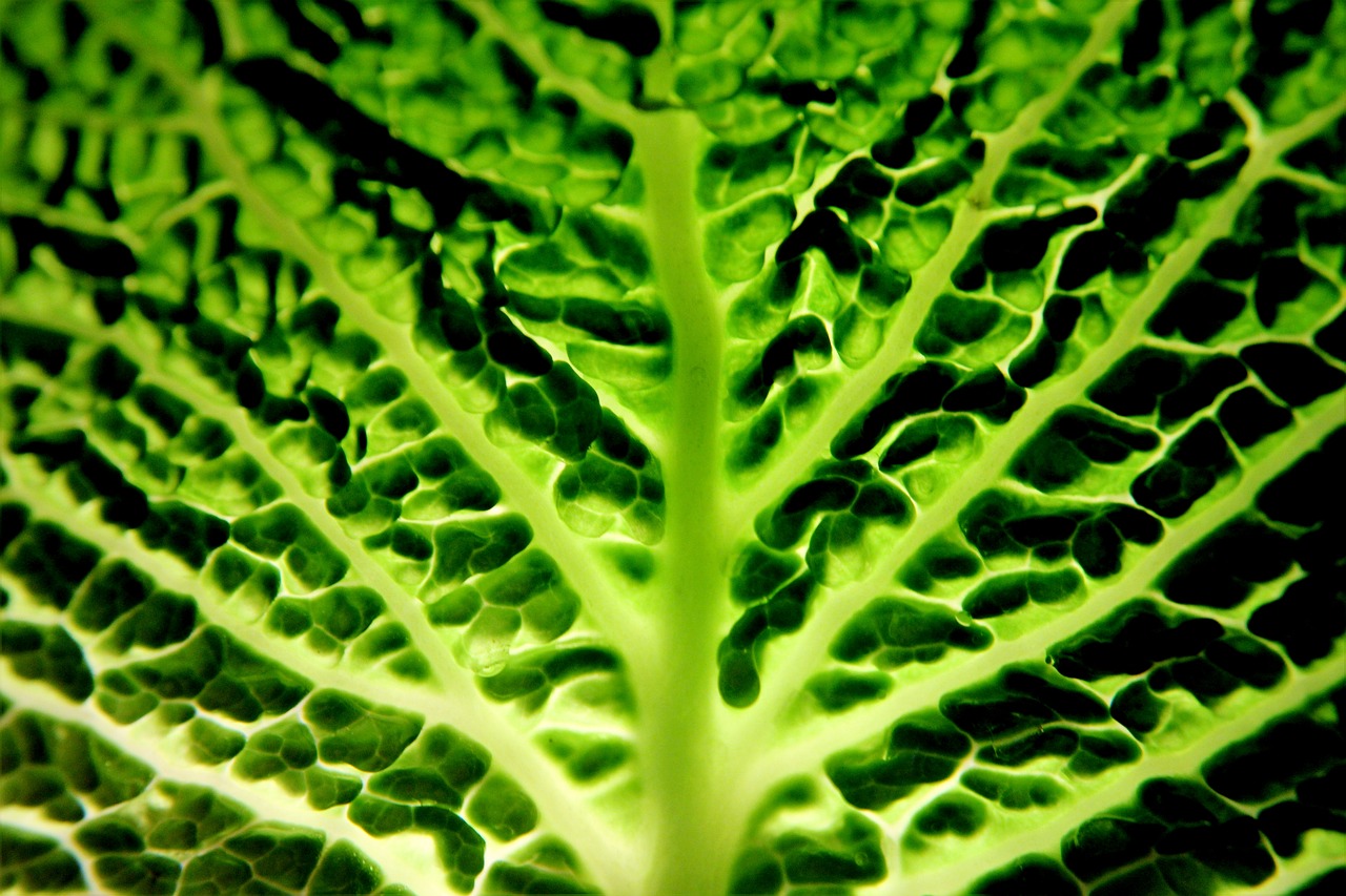 savoy  vegetables  green free photo