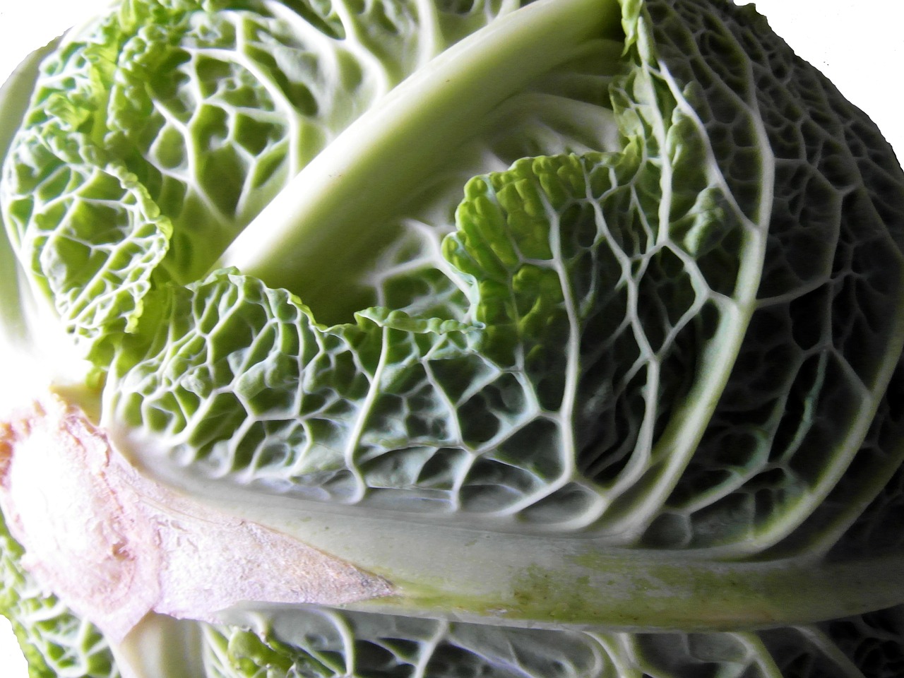 savoy cabbage kohl herb free photo