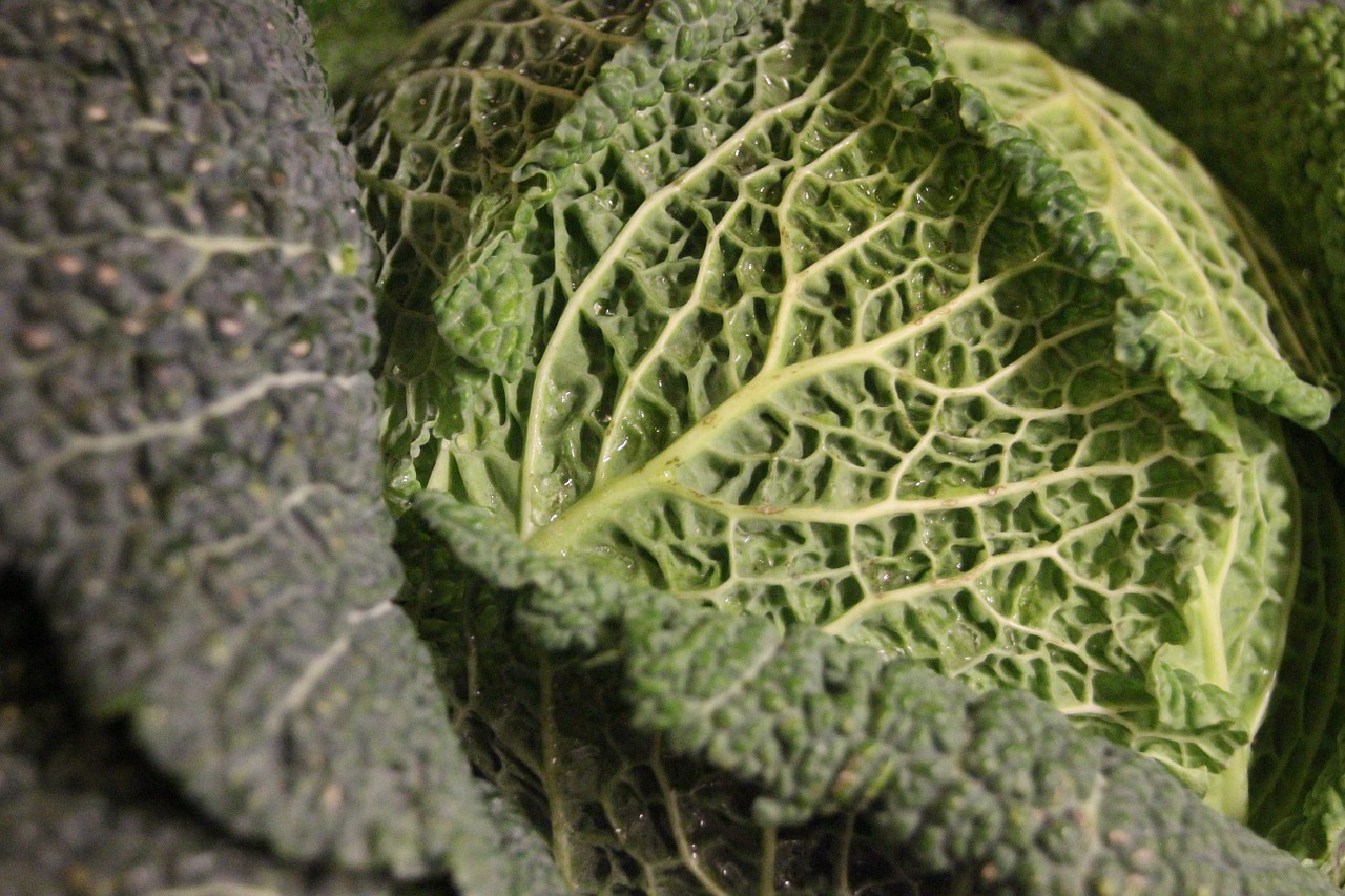 savoy cabbage kohl healthy free photo