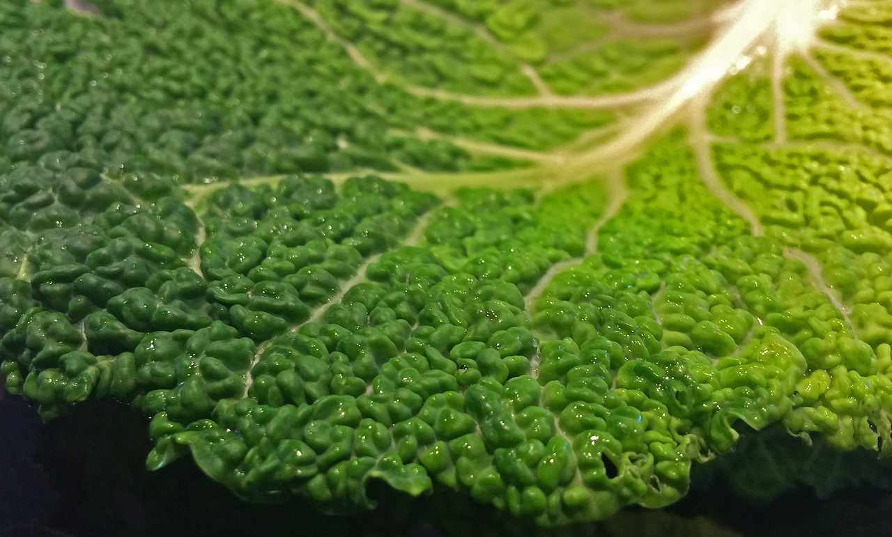 savoy cabbage herb vegetables free photo
