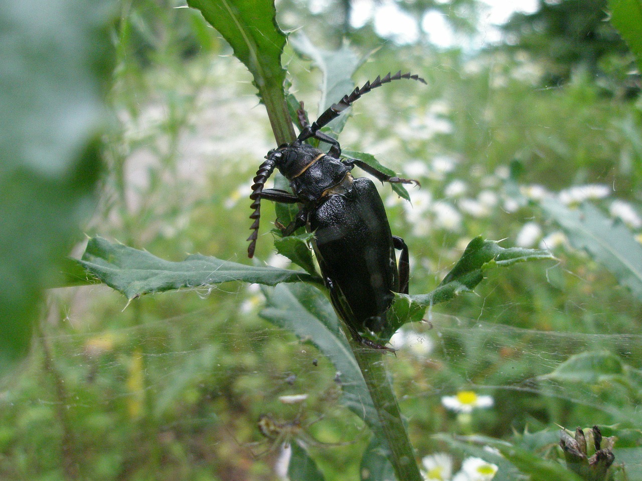 sawbuck beetle black forest free photo