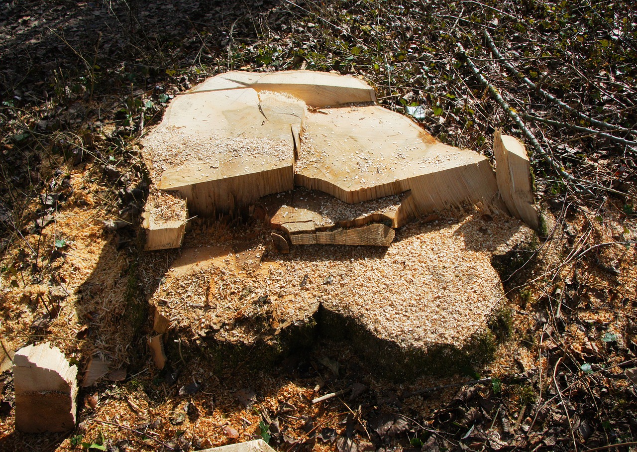 sawed off tree stump like free photo