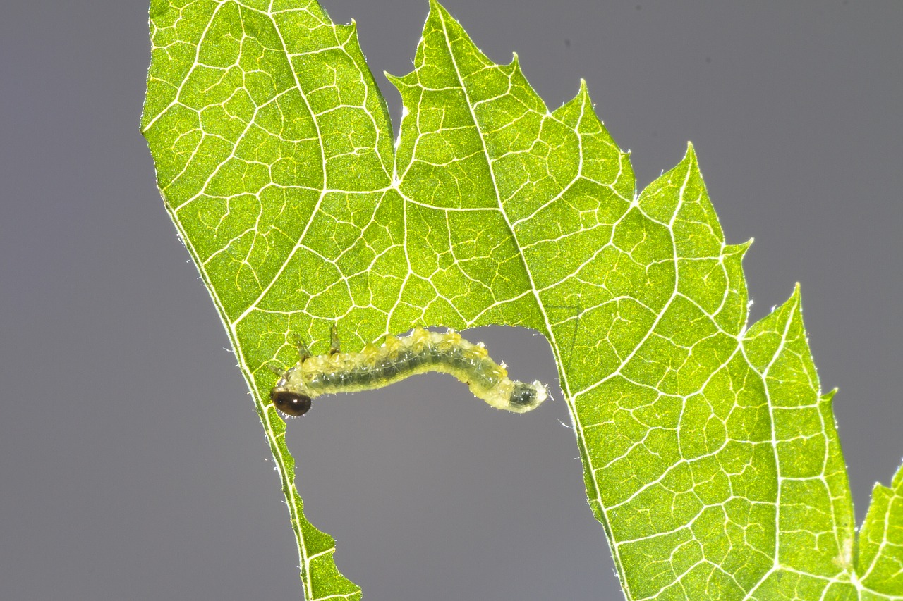 Гусеница ест листья