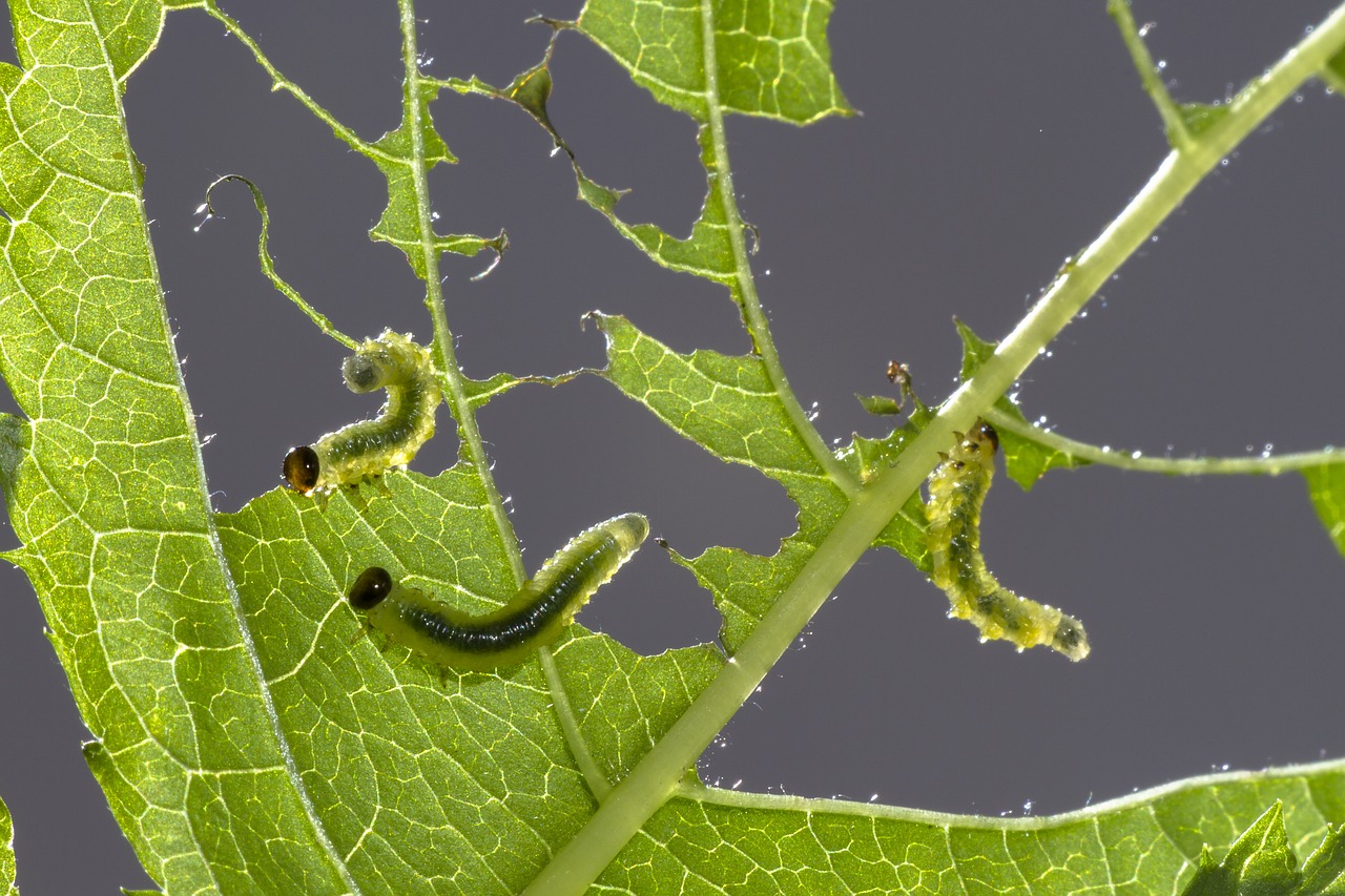 sawflies larvae track leaf damage free photo
