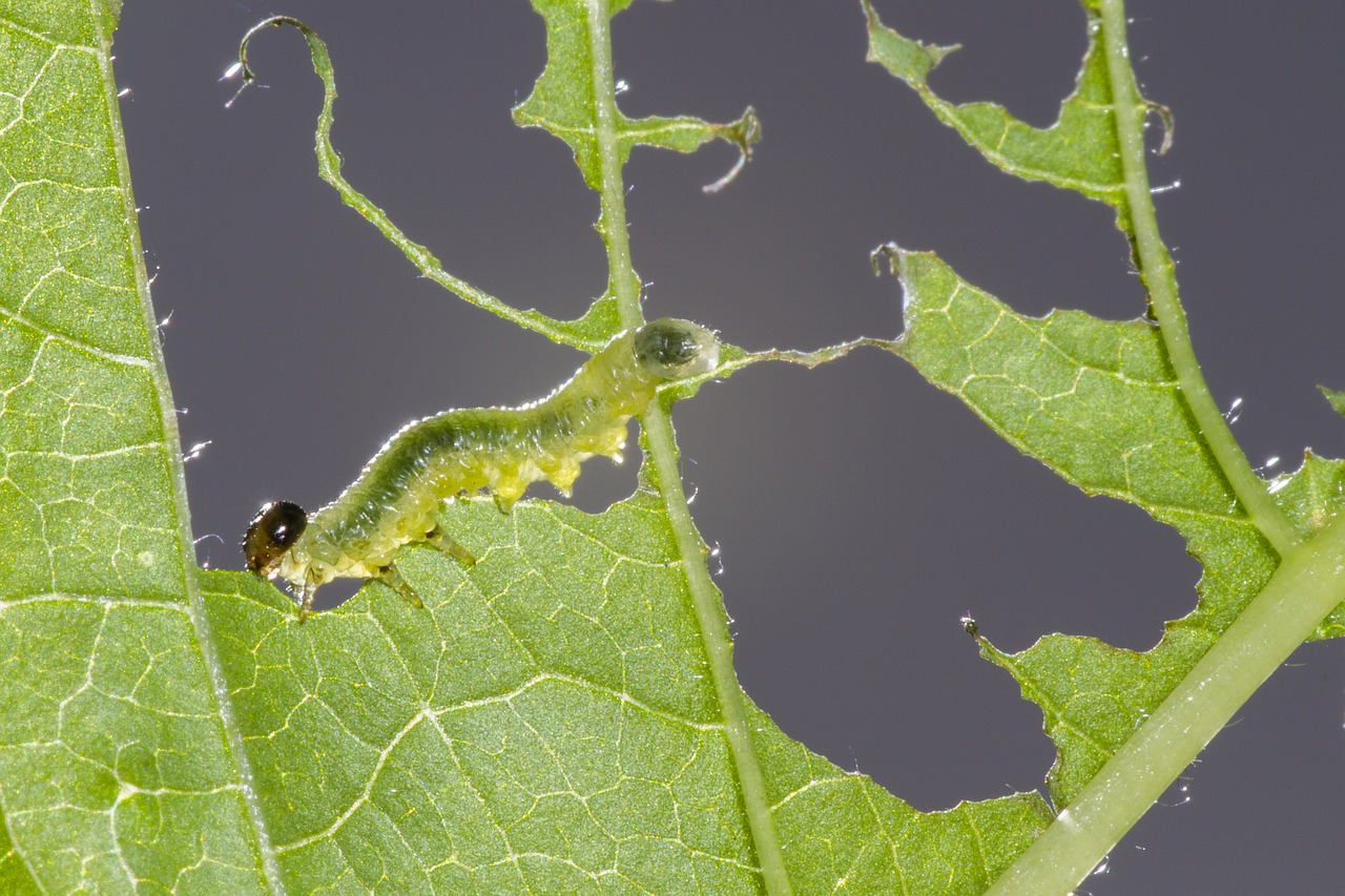 sawflies larvae caterpillar leaf damage free photo