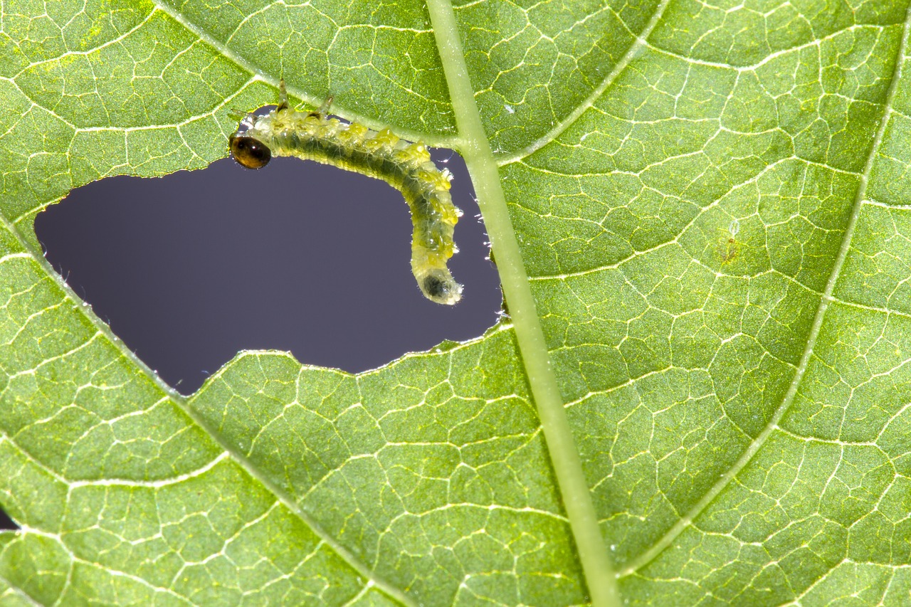 sawflies larvae caterpillar leaf damage free photo