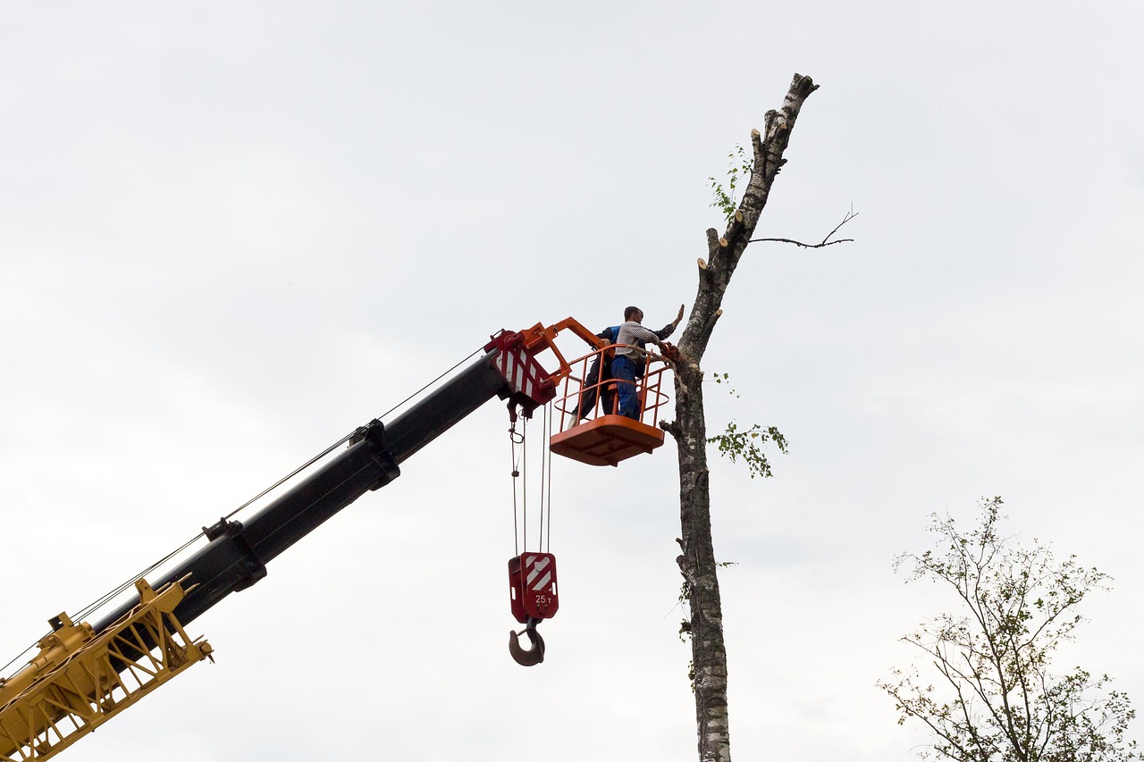 sawing tree birch free photo