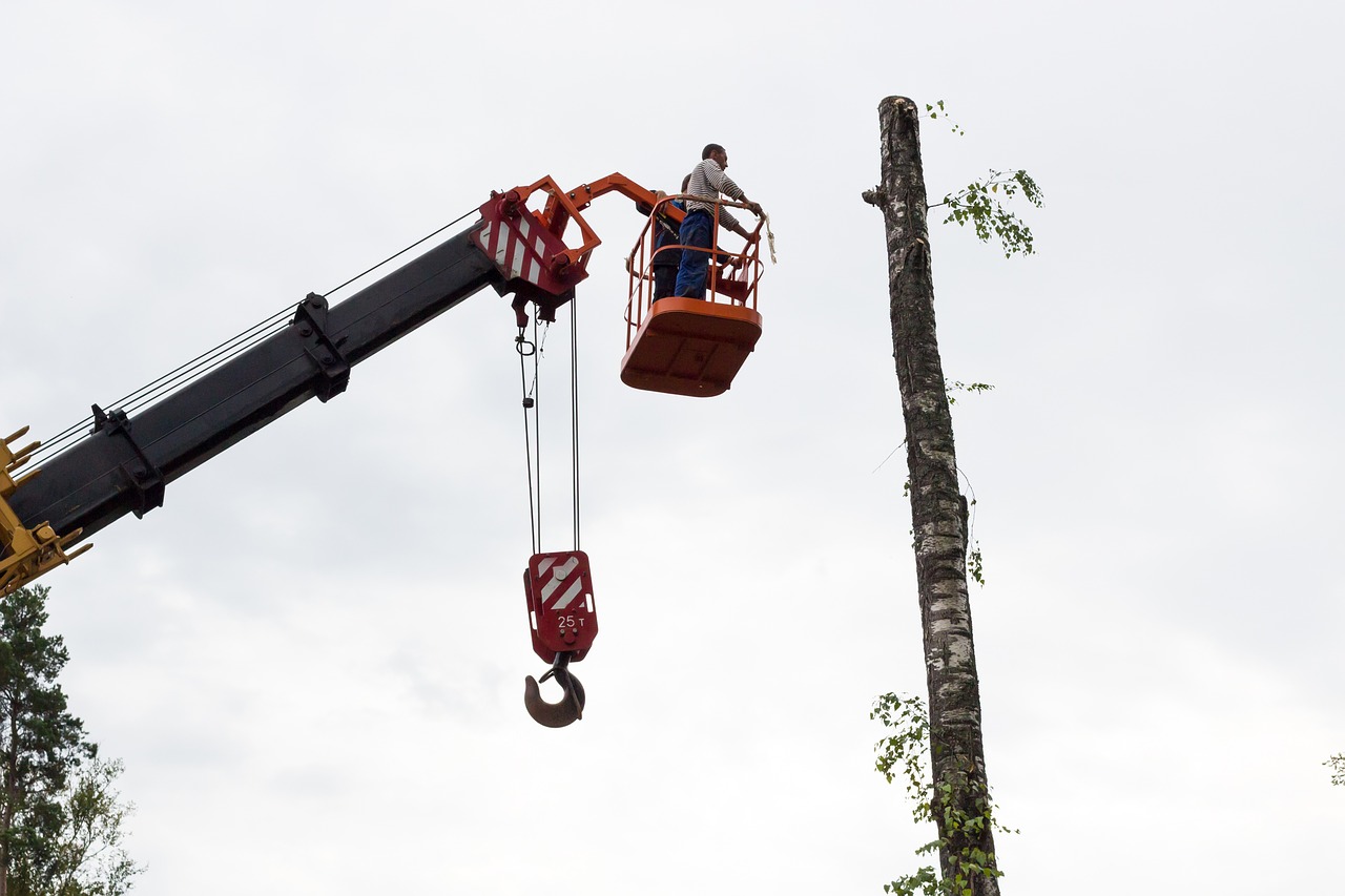 sawing tree birch free photo