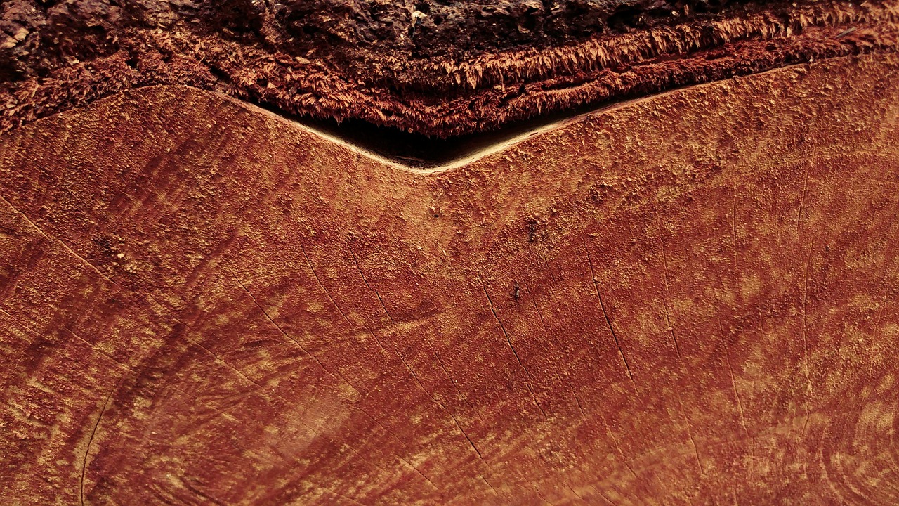 sawn wood log bark free photo