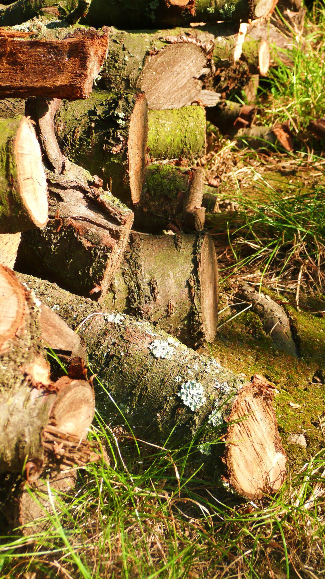 sawn wood grass free photo