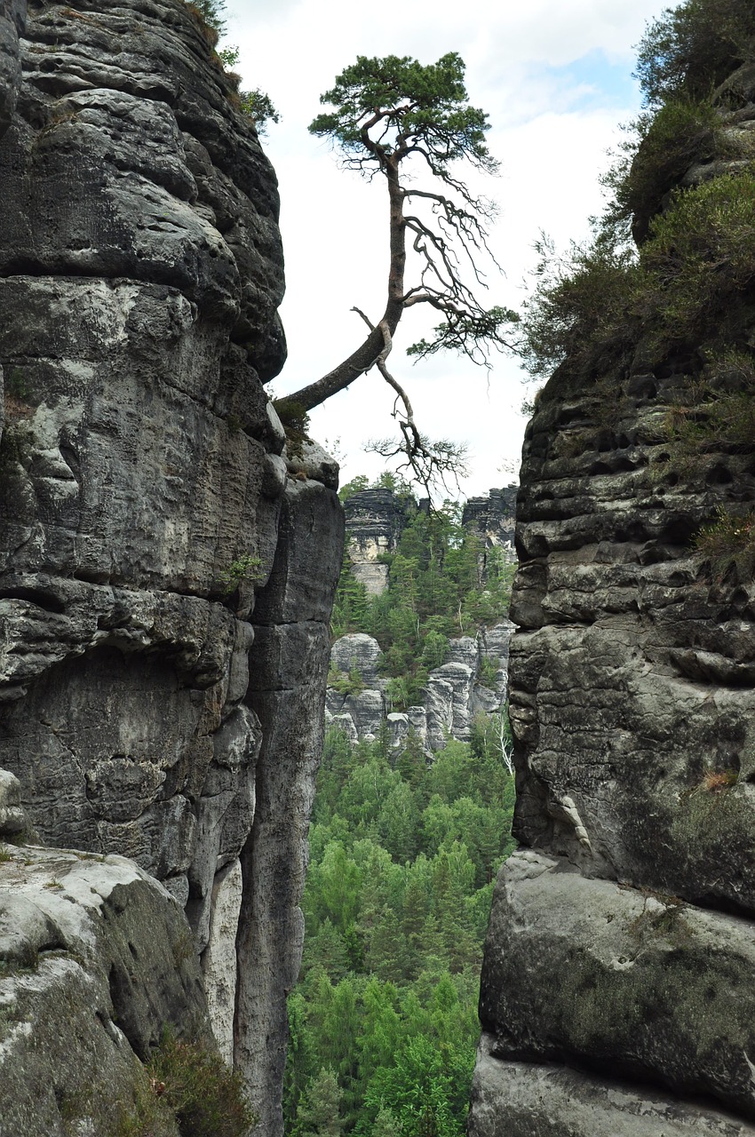 saxon switzerland tree individually free photo