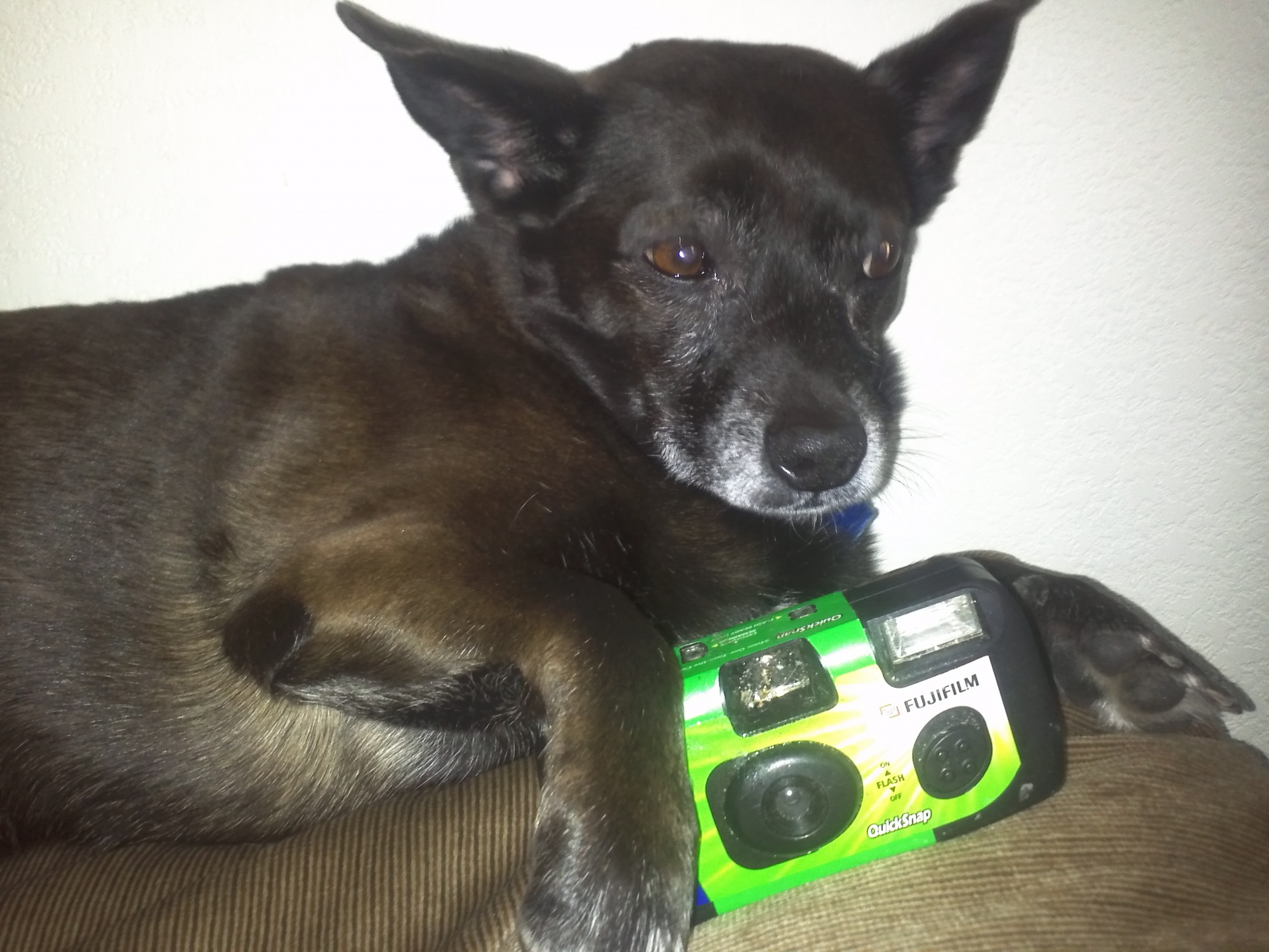 dog camera disposable free photo