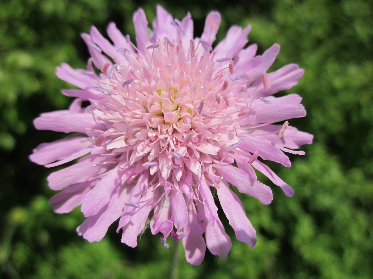 scabiosa columbaria wildflower flora free photo