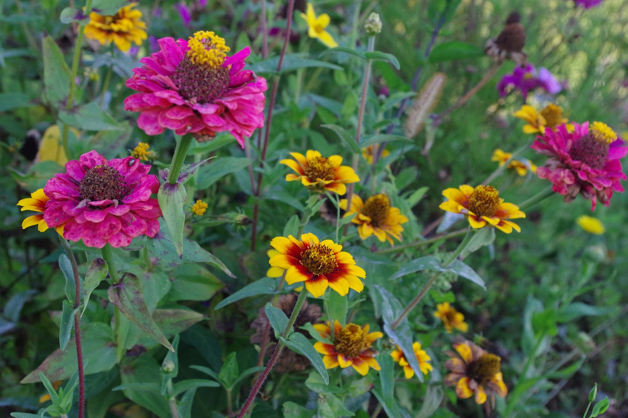 scabiosen flowers colorful free photo