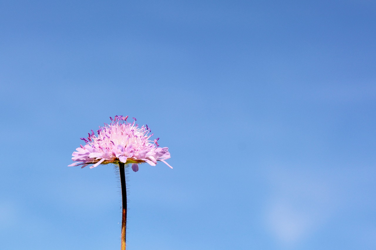 scabious reported shrub blossom free photo