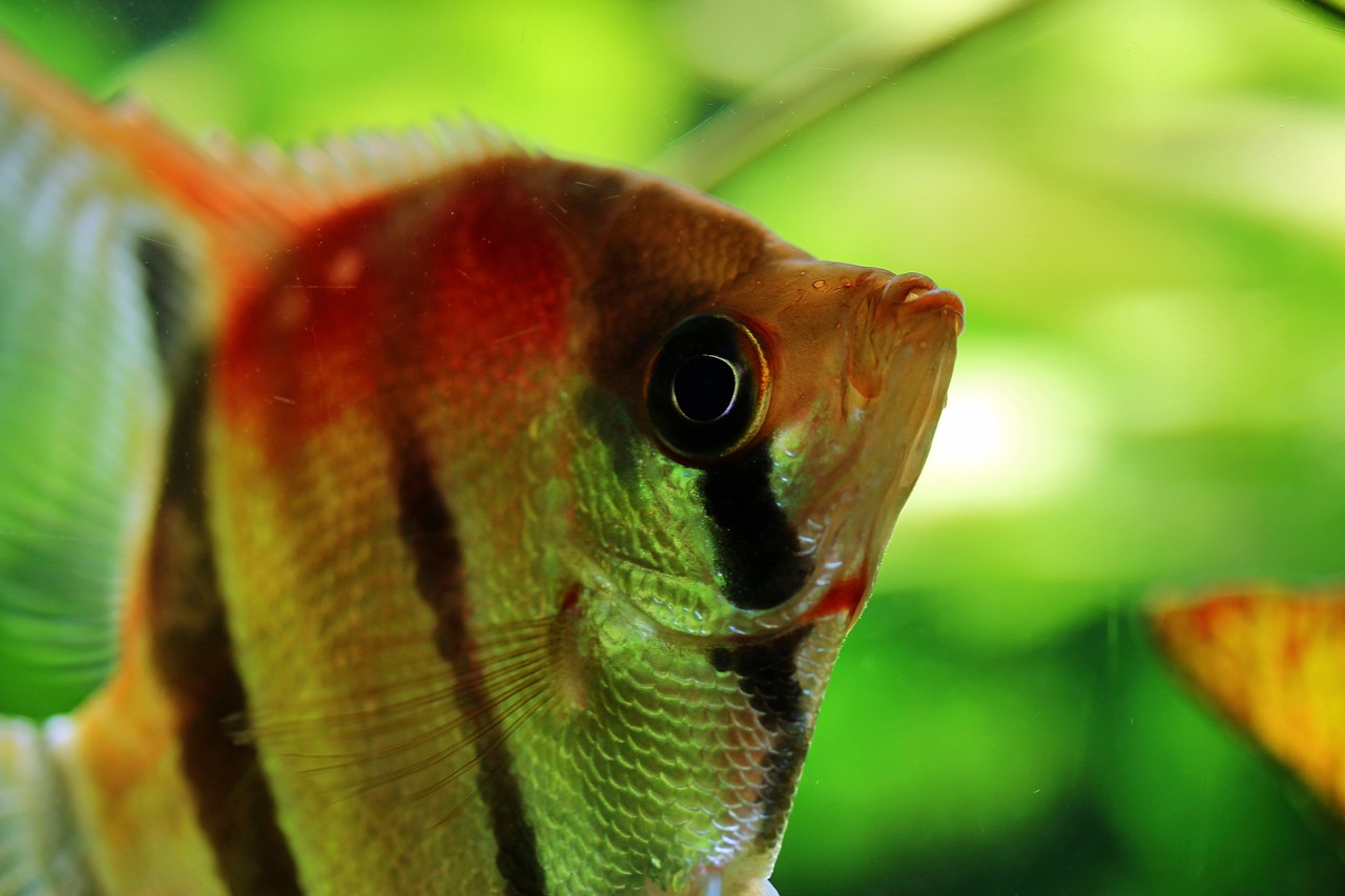 scalar  redback scalar  tropical fish-keeping free photo
