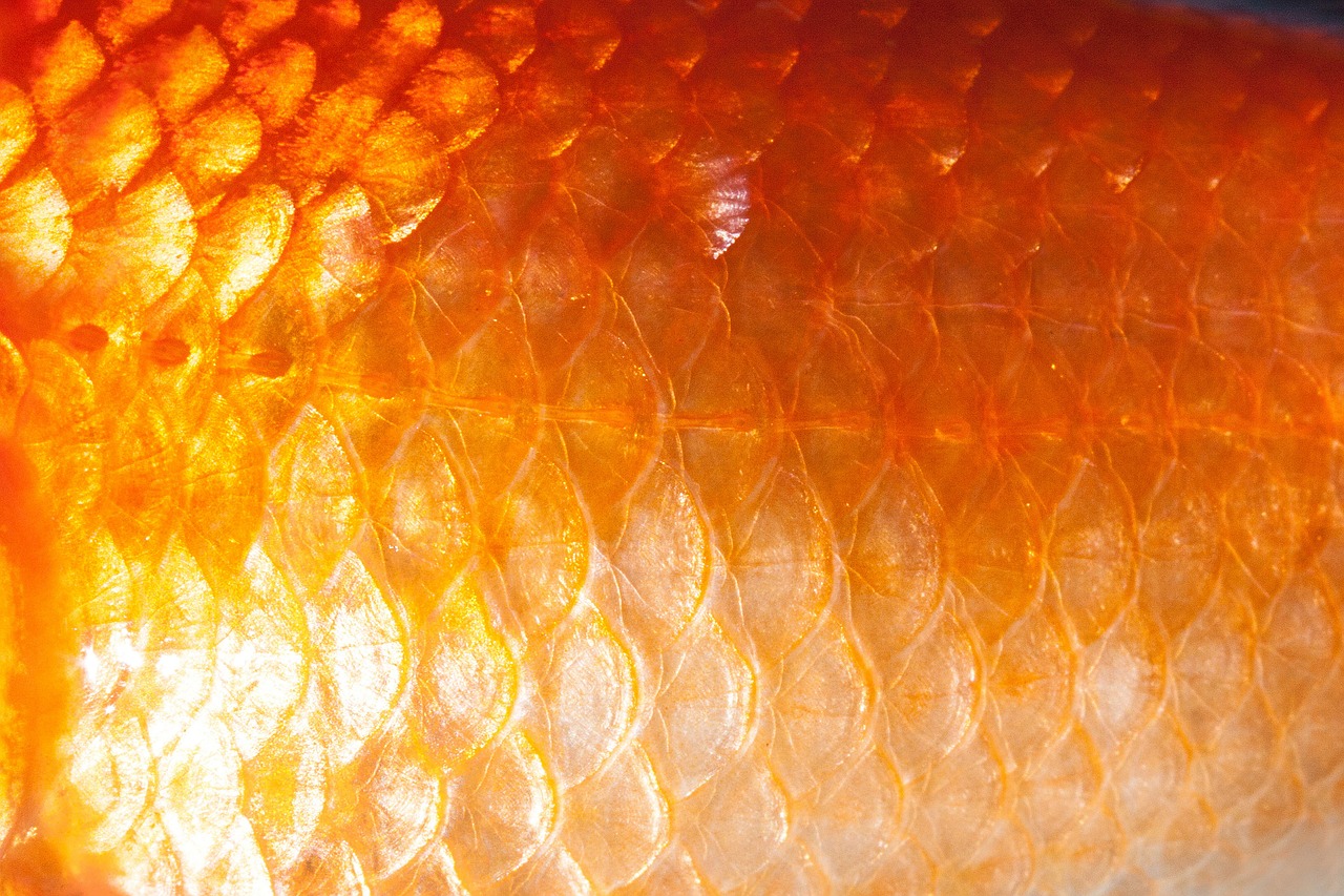 scale fish scales goldfish free photo