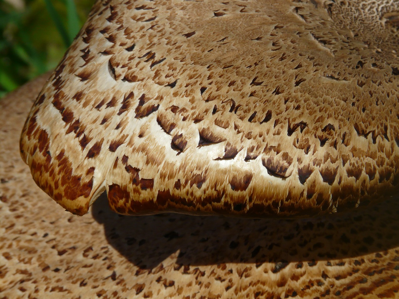 scale mushroom tree fungus free photo