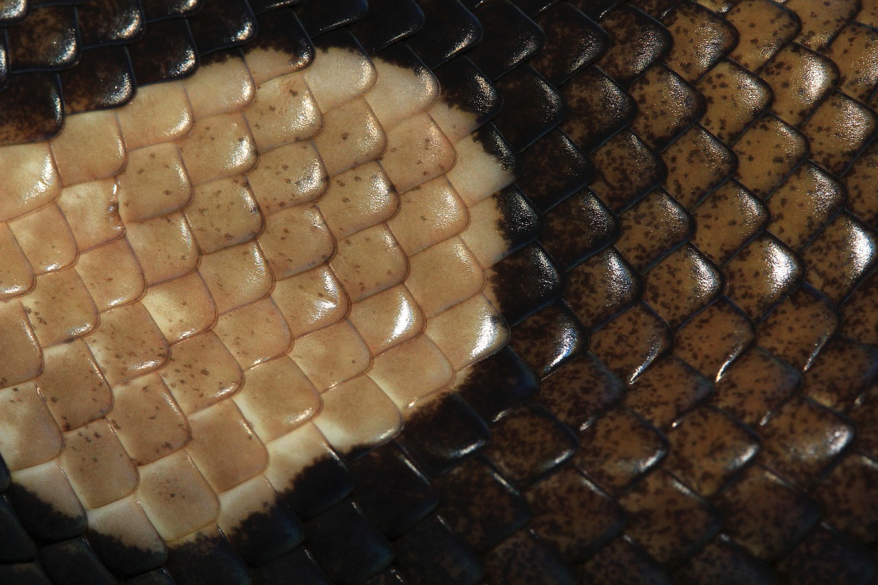 scale reptile skin pattern free photo