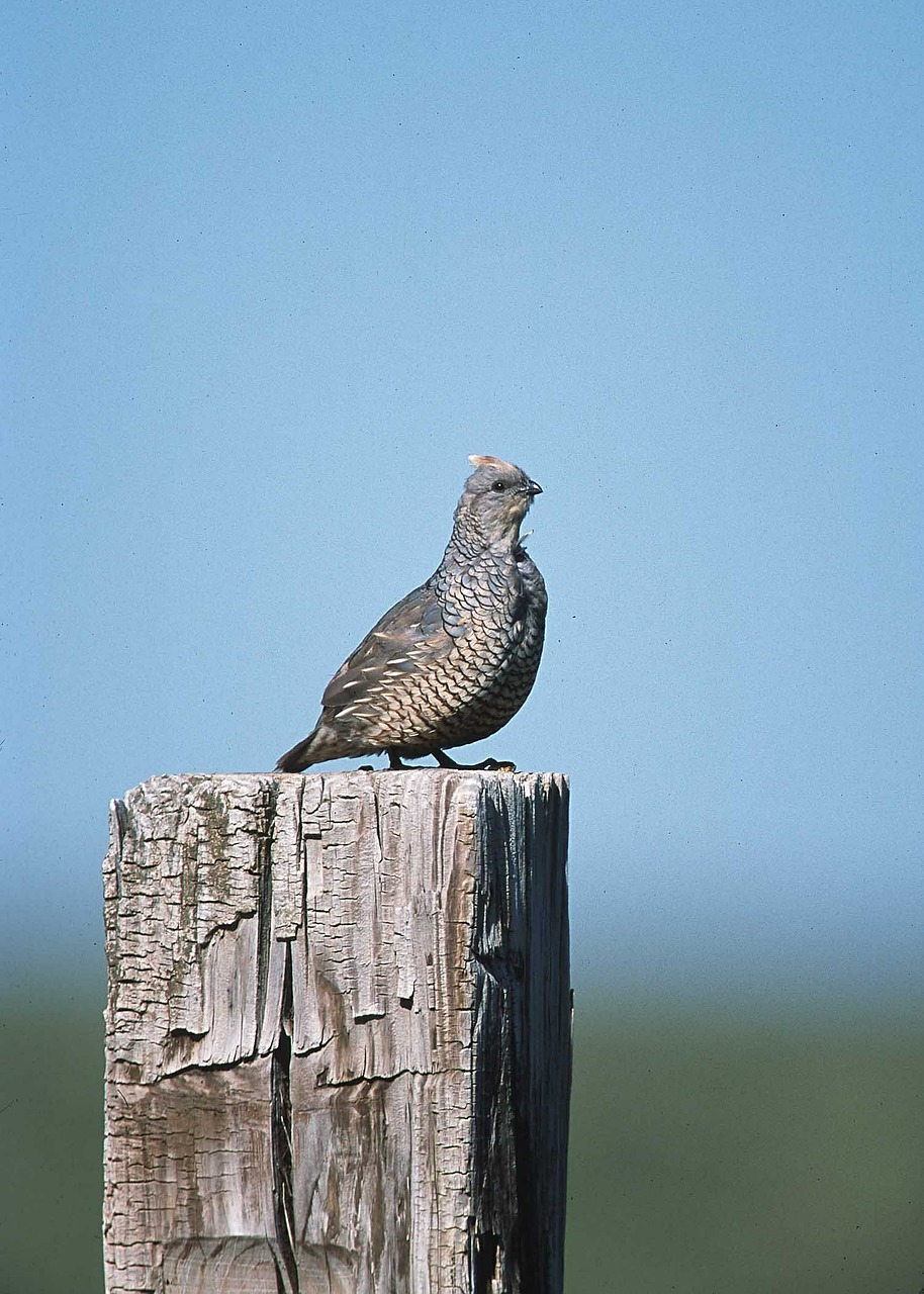 scaled quail perched post free photo