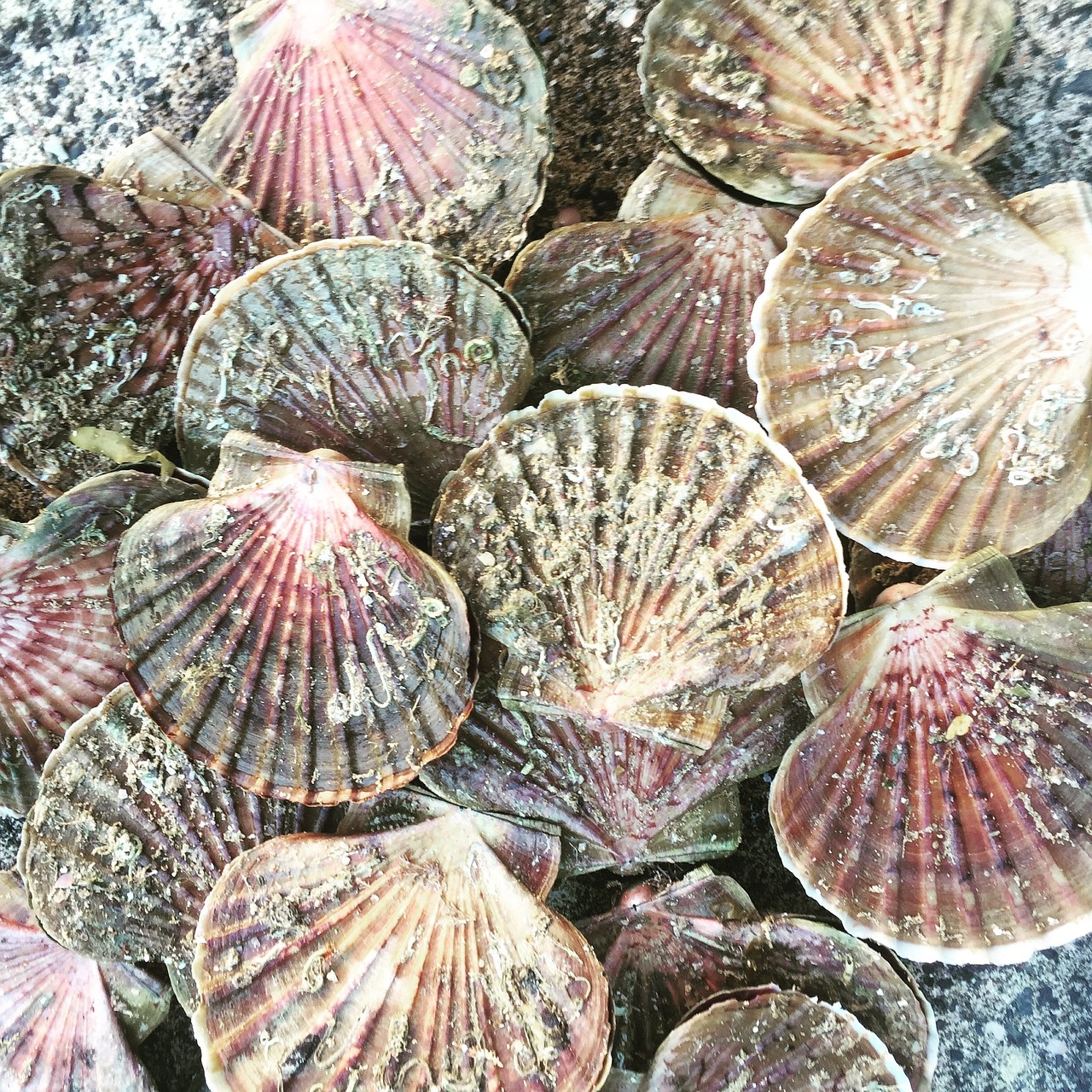 scallop seafood mollusk free photo